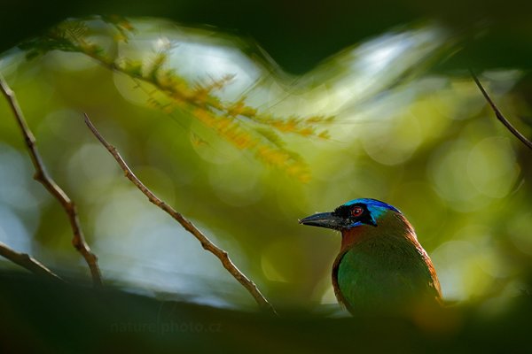 Momot trinidadský (Momotus bahamensis), Momot trinidadský (Momotus bahamensis) Trinidad Motmot, Autor: Ondřej Prosický | NaturePhoto.cz, Model: Canon EOS-1D X, Objektiv: EF400mm f/2.8L IS II USM, Ohnisková vzdálenost (EQ35mm): 400 mm, stativ Gitzo, Clona: 6.3, Doba expozice: 1/400 s, ISO: 1000, Kompenzace expozice: +1/3, Blesk: Ano, 24. ledna 2014 15:17:36, Arnos Vale (Trinidad & Tobago)