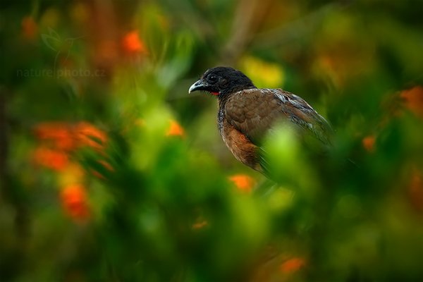 Čačalaka rudořitá (Ortalis ruficauda), Čačalaka rudořitá (Ortalis ruficauda) Rufous-vented Chachalaca, Autor: Ondřej Prosický | NaturePhoto.cz, Model: Canon EOS-1D X, Objektiv: EF400mm f/2.8L IS II USM, Ohnisková vzdálenost (EQ35mm): 400 mm, stativ Gitzo, Clona: 11, Doba expozice: 1/60 s, ISO: 400, Kompenzace expozice: -1/3, Blesk: Ano, 26. ledna 2014 7:42:43, Arnos Vale (Trinidad & Tobago)