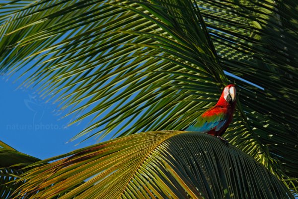 Ara zelenokřídlý (Ara chloroptera), Ara zelenokřídlý (Ara chloroptera) Red-and-green Macaw, Autor: Ondřej Prosický | NaturePhoto.cz, Model: Canon EOS-1D X, Objektiv: EF400mm f/2.8L IS II USM +2x III, Ohnisková vzdálenost (EQ35mm): 800 mm, stativ Gitzo, Clona: 8.0, Doba expozice: 1/250 s, ISO: 400, Kompenzace expozice: -1 2/3, Blesk: Ne, 21. ledna 2014 17:04:23, Blanchisseuse (Trinidad & Tobago)