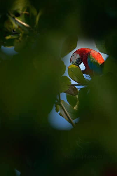 Ara zelenokřídlý (Ara chloroptera), Ara zelenokřídlý (Ara chloroptera) Red-and-green Macaw, Autor: Ondřej Prosický | NaturePhoto.cz, Model: Canon EOS-1D X, Objektiv: EF400mm f/2.8L IS II USM +2x III, Ohnisková vzdálenost (EQ35mm): 800 mm, stativ Gitzo, Clona: 8.0, Doba expozice: 1/80 s, ISO: 400, Kompenzace expozice: -2/3, Blesk: Ano, 21. ledna 2014 16:52:01, Blanchisseuse (Trinidad & Tobago)