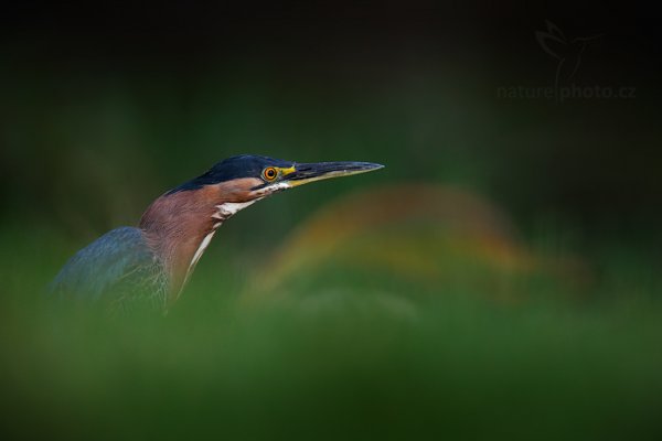 Volavka zelenavá (Butorides virescens), Volavka zelenavá (Butorides virescens) Green Heron, Autor: Ondřej Prosický | NaturePhoto.cz, Model: Canon EOS-1D X, Objektiv: EF400mm f/2.8L IS II USM +1.4x, Ohnisková vzdálenost (EQ35mm): 560 mm, stativ Gitzo, Clona: 4.5, Doba expozice: 1/200 s, ISO: 1000, Kompenzace expozice: -1/3, Blesk: Ne, 22. ledna 2014 17:37:18, Charlotteville (Trinidad & Tobago)