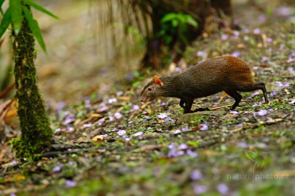 Aguti zlatý (Dasyprocta leporina), Aguti zlatý (Dasyprocta leporina) Red-rumped Agouti, Autor: Ondřej Prosický | NaturePhoto.cz, Model: Canon EOS-1D X, Objektiv: EF400mm f/2.8L IS II USM +1.4x, Ohnisková vzdálenost (EQ35mm): 560 mm, stativ Gitzo, Clona: 4.5, Doba expozice: 1/250 s, ISO: 4000, Kompenzace expozice: -1/3, Blesk: Ne, 17. ledna 2014 16:15:01, Arima (Trinidad & Tobago)