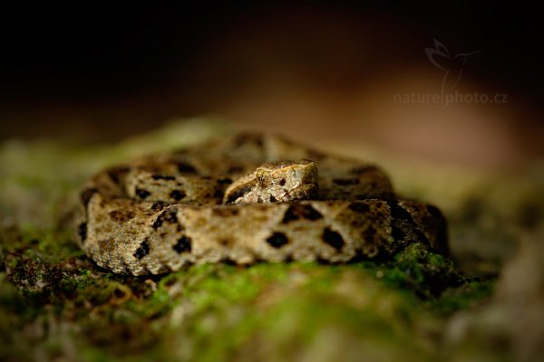 Křovinář sametový (Bothrops atrox), Křovinář sametový (Bothrops atrox) Common Lancehead, Autor: Ondřej Prosický | NaturePhoto.cz, Model: Canon EOS 5D Mark II, Ohnisková vzdálenost (EQ35mm): 100 mm, stativ Gitzo, Clona: 4.5, Doba expozice: 1/50 s, ISO: 4000, Kompenzace expozice: +1/3, Blesk: Ano, 19. ledna 2014 19:59:07, Arima (Trinidad & Tobago)