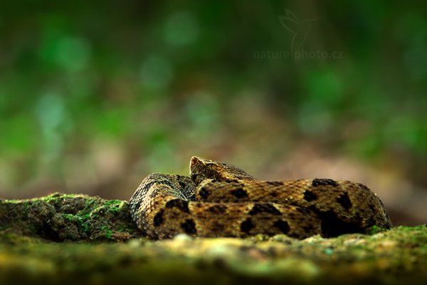 Křovinář sametový (Bothrops atrox), Křovinář sametový (Bothrops atrox) Common Lancehead, Autor: Ondřej Prosický | NaturePhoto.cz, Model: Canon EOS 5D Mark II, Ohnisková vzdálenost (EQ35mm): 100 mm, stativ Gitzo, Clona: 13, Doba expozice: 2.5 s, ISO: 400, Kompenzace expozice: +1, Blesk: Ano, 19. ledna 2014 20:15:18, Arima (Trinidad & Tobago)