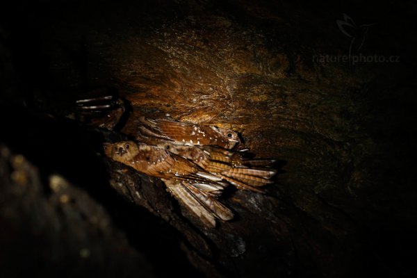 Gvačaro jeskynní (Steatornis caripensis), Gvačaro jeskynní (Steatornis caripensis) Oilbird, Autor: Ondřej Prosický | NaturePhoto.cz, Model: Canon EOS-1D X, Objektiv: EF100mm f/2.8L Macro IS USM, Ohnisková vzdálenost (EQ35mm): 100 mm, stativ Gitzo, Clona: 4.0, Doba expozice: 1/50 s, ISO: 2500, Kompenzace expozice: -1 1/3, Blesk: Ne, 20. ledna 2014 9:35:03, Arima (Trinidad & Tobago)