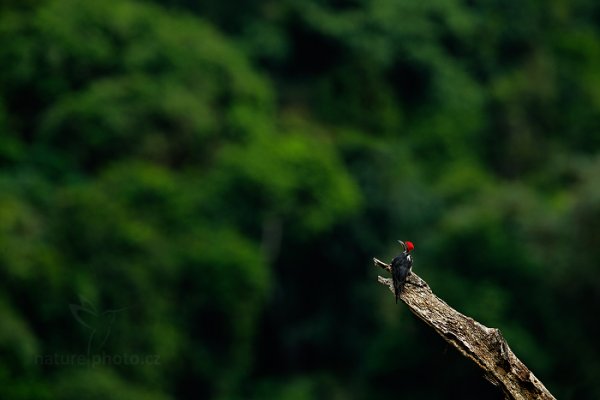 Datel čárkovaný (Dryocopus lineatus), Datel čárkovaný (Dryocopus lineatus) Lineated Woodpecker, Autor: Ondřej Prosický | NaturePhoto.cz, Model: Canon EOS-1D X, Objektiv: EF400mm f/2.8L IS II USM +2x III, Ohnisková vzdálenost (EQ35mm): 800 mm, stativ Gitzo, Clona: 7.1, Doba expozice: 1/500 s, ISO: 800, Kompenzace expozice: -1 1/3, Blesk: Ne, 17. ledna 2014 14:25:00, Arima (Trinidad & Tobago)