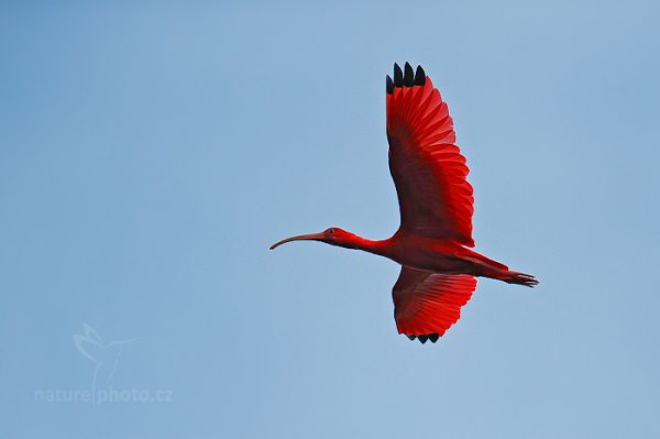 Ibis rudý (Eudocimus ruber), Ibis rudý (Eudocimus ruber) Scarlet Ibis, Autor: Ondřej Prosický | NaturePhoto.cz, Model: Canon EOS-1D X, Objektiv: EF400mm f/2.8L IS II USM +1.4x, Ohnisková vzdálenost (EQ35mm): 560 mm, stativ Gitzo, Clona: 4.5, Doba expozice: 1/8000 s, ISO: 1600, Kompenzace expozice: -1, Blesk: Ne, 14. ledna 2014 22:47:05, Caroni Swamp (Trinidad & Tobago)