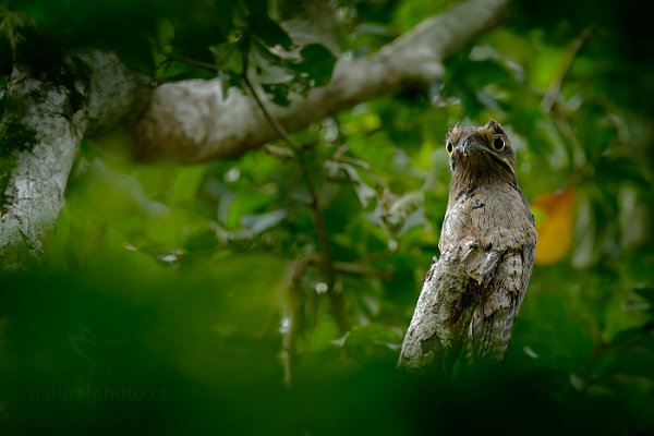 Potu obecný (Nyctibius griseus), Potu obecný (Nyctibius griseus) Common Potoo, Autor: Ondřej Prosický | NaturePhoto.cz, Model: Canon EOS-1D X, Objektiv: EF400mm f/2.8L IS II USM +2x III, Ohnisková vzdálenost (EQ35mm): 800 mm, stativ Gitzo, Clona: 6.3, Doba expozice: 1/200 s, ISO: 1000, Kompenzace expozice: -2/3, Blesk: Ne, 18. ledna 2014 14:39:29, Arima (Trinidad & Tobago)