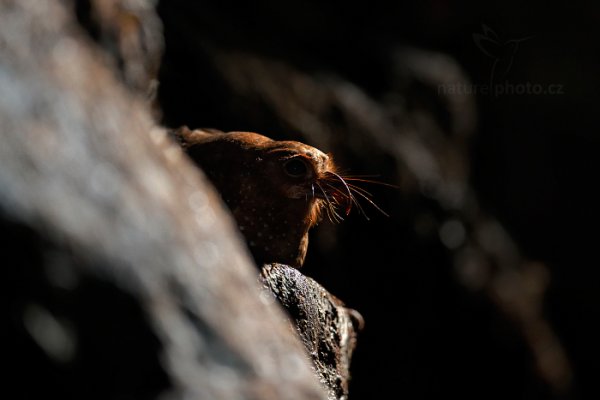 Gvačaro jeskynní (Steatornis caripensis), Gvačaro jeskynní (Steatornis caripensis) Oilbird, Autor: Ondřej Prosický | NaturePhoto.cz, Model: Canon EOS-1D X, Objektiv: EF400mm f/2.8L IS II USM, Ohnisková vzdálenost (EQ35mm): 400 mm, stativ Gitzo, Clona: 3.2, Doba expozice: 1/200 s, ISO: 10000, Kompenzace expozice: -1, Blesk: Ne, 20. ledna 2014 9:32:05, Arima (Trinidad & Tobago)