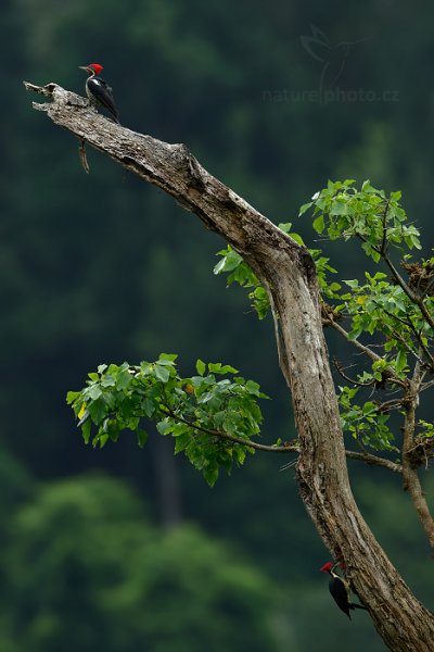 Datel čárkovaný (Dryocopus lineatus) , Datel čárkovaný (Dryocopus lineatus) Lineated Woodpecker, Autor: Ondřej Prosický | NaturePhoto.cz, Model: Canon EOS-1D X, Objektiv: EF400mm f/2.8L IS II USM +2x III, Ohnisková vzdálenost (EQ35mm): 800 mm, stativ Gitzo, Clona: 8.0, Doba expozice: 1/160 s, ISO: 500, Kompenzace expozice: -1, Blesk: Ne, 19. ledna 2014 10:22:57, Arima (Trinidad & Tobago)