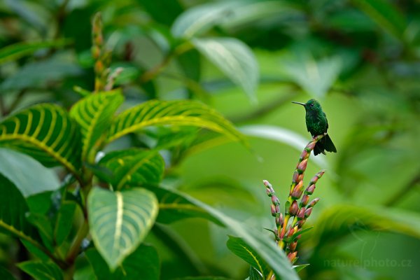 Kolibřík měděnořitý (Amazilia tobaci), Kolibřík měděnořitý (Amazilia tobaci) Copper-rumped Hummingbird, Autor: Ondřej Prosický | NaturePhoto.cz, Model: Canon EOS-1D X, Objektiv: EF400mm f/2.8L IS II USM +2x III, Ohnisková vzdálenost (EQ35mm): 800 mm, stativ Gitzo, Clona: 5.6, Doba expozice: 1/800 s, ISO: 2000, Kompenzace expozice: -1/3, Blesk: Ne, 17. ledna 2014 15:26:12, Arima (Trinidad & Tobago)