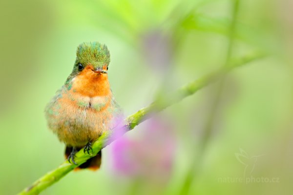 Kolibřík ozdobný (Lophornis ornatus), Kolibřík ozdobný (Lophornis ornatus) Tufted Coquette, Autor: Ondřej Prosický | NaturePhoto.cz, Model: Canon EOS-1D X, Objektiv: EF400mm f/2.8L IS II USM +2x III, Ohnisková vzdálenost (EQ35mm): 800 mm, stativ Gitzo, Clona: 8.0, Doba expozice: 1/320 s, ISO: 1600, Kompenzace expozice: 0, Blesk: Ne, 16. ledna 2014 12:15:35, Talparo (Trinidad & Tobago)