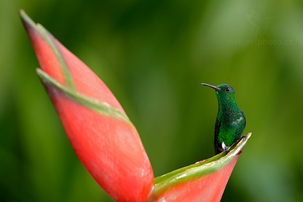 Kolibřík měděnořitý (Amazilia tobaci), Kolibřík měděnořitý (Amazilia tobaci) Copper-rumped Hummingbird, Autor: Ondřej Prosický | NaturePhoto.cz, Model: Canon EOS-1D X, Objektiv: EF400mm f/2.8L IS II USM, Ohnisková vzdálenost (EQ35mm): 400 mm, stativ Gitzo, Clona: 4.5, Doba expozice: 1/800 s, ISO: 2000, Kompenzace expozice: 0, Blesk: Ano, 26. ledna 2014 11:31:06, Arnos Vale (Trinidad & Tobago)