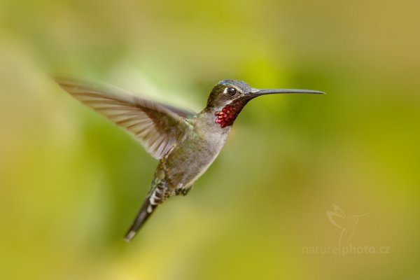 Kolibřík hvězdohrdlý (Heliomaster longirostris), Kolibřík hvězdohrdlý (Heliomaster longirostris) Long-billed Starthroat, Autor: Ondřej Prosický | NaturePhoto.cz, Model: Canon EOS-1D X, Objektiv: EF400mm f/2.8L IS II USM +1.4x, Ohnisková vzdálenost (EQ35mm): 560 mm, stativ Gitzo, Clona: 6.3, Doba expozice: 1/400 s, ISO: 800, Kompenzace expozice: -1/3, Blesk: Ano, 14. ledna 2014 19:52:13, Tunapuna (Trinidad & Tobago)