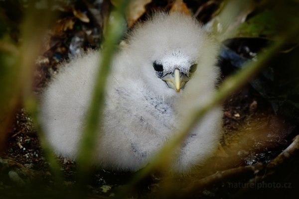 Faeton červenozobý (Phaethon aethereus), Faeton červenozobý (Phaethon aethereus) Red-billed Tropicbird, Autor: Ondřej Prosický | NaturePhoto.cz, Model: Canon EOS-1D X, Objektiv: EF400mm f/2.8L IS II USM, Ohnisková vzdálenost (EQ35mm): 400 mm, stativ Gitzo, Clona: 8.0, Doba expozice: 1/60 s, ISO: 1600, Kompenzace expozice: 0, Blesk: Ano, 23. ledna 2014 12:11:58, Little Tobago (Trinidad & Tobago)