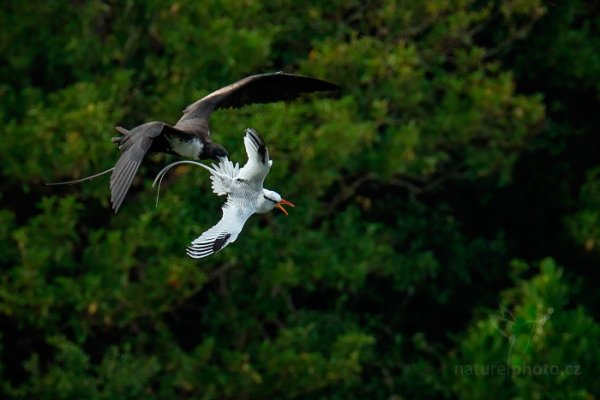 Faeton červenozobý (Phaethon aethereus), Faeton červenozobý (Phaethon aethereus) Red-billed Tropicbird, Autor: Ondřej Prosický | NaturePhoto.cz, Model: Canon EOS-1D X, Objektiv: EF400mm f/2.8L IS II USM +1.4x, Ohnisková vzdálenost (EQ35mm): 560 mm, stativ Gitzo, Clona: 5.6, Doba expozice: 1/1000 s, ISO: 800, Kompenzace expozice: -1 1/3, Blesk: Ne, 23. ledna 2014 14:57:09, Little Tobago (Trinidad & Tobago)