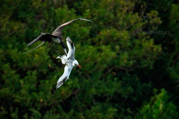 Faeton červenozobý (Phaethon aethereus), Faeton červenozobý (Phaethon aethereus) Red-billed Tropicbird, Autor: Ondřej Prosický | NaturePhoto.cz, Model: Canon EOS-1D X, Objektiv: EF400mm f/2.8L IS II USM +1.4x, Ohnisková vzdálenost (EQ35mm): 560 mm, stativ Gitzo, Clona: 5.6, Doba expozice: 1/1000 s, ISO: 800, Kompenzace expozice: -1 1/3, Blesk: Ne, 23. ledna 2014 14:57:10, Little Tobago (Trinidad & Tobago)