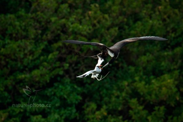 Faeton červenozobý (Phaethon aethereus), Faeton červenozobý (Phaethon aethereus) Red-billed Tropicbird, Autor: Ondřej Prosický | NaturePhoto.cz, Model: Canon EOS-1D X, Objektiv: EF400mm f/2.8L IS II USM +1.4x, Ohnisková vzdálenost (EQ35mm): 560 mm, stativ Gitzo, Clona: 5.6, Doba expozice: 1/1250 s, ISO: 800, Kompenzace expozice: -1 1/3, Blesk: Ne, 23. ledna 2014 14:57:10, Little Tobago (Trinidad & Tobago)