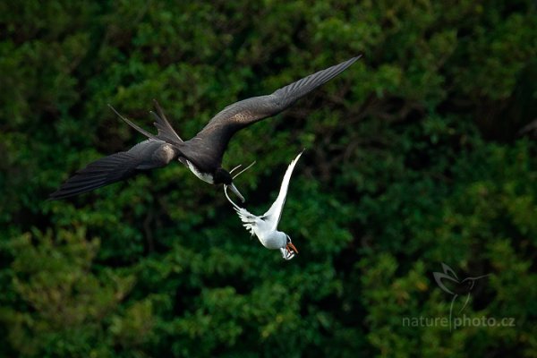 Faeton červenozobý (Phaethon aethereus), Faeton červenozobý (Phaethon aethereus) Red-billed Tropicbird, Autor: Ondřej Prosický | NaturePhoto.cz, Model: Canon EOS-1D X, Objektiv: EF400mm f/2.8L IS II USM +1.4x, Ohnisková vzdálenost (EQ35mm): 560 mm, stativ Gitzo, Clona: 5.6, Doba expozice: 1/1250 s, ISO: 800, Kompenzace expozice: -1 1/3, Blesk: Ne, 23. ledna 2014 14:57:11, Little Tobago (Trinidad & Tobago)