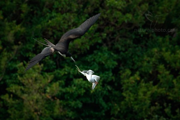 Faeton červenozobý (Phaethon aethereus), Faeton červenozobý (Phaethon aethereus) Red-billed Tropicbird, Autor: Ondřej Prosický | NaturePhoto.cz, Model: Canon EOS-1D X, Objektiv: EF400mm f/2.8L IS II USM +1.4x, Ohnisková vzdálenost (EQ35mm): 560 mm, stativ Gitzo, Clona: 5.6, Doba expozice: 1/1250 s, ISO: 800, Kompenzace expozice: -1 1/3, Blesk: Ne, 23. ledna 2014 14:57:11, Little Tobago (Trinidad & Tobago)