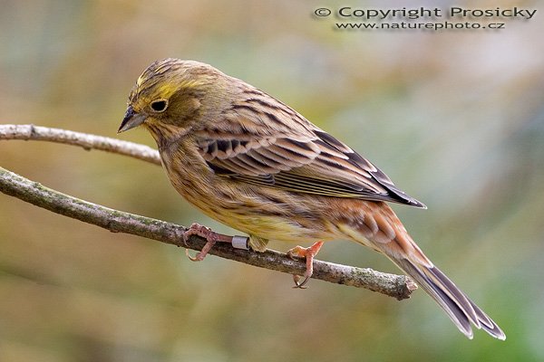Strnad obecný (Emberiza citrinella), Autor: Ondřej Prosický, Model aparátu: Canon EOS 20D, Objektiv: Canon EF 400mm f/5.6 L USM, stativ Gitzo G1227 + kulová hlava G1377M, Ohnisková vzdálenost: 400.00 mm, Režim měření expozice: Vzorek, Clona: 5.60, Doba expozice: 1/160 s, ISO: 200, Vyvážení expozice: 0.00, Blesk: Ano (Sigma EF-500 DG Super, -2/3 EV), Vytvořeno: 26. listopadu 2005 13:45:41, Praha - Troja (ČR)