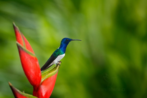 Kolibřík bělokrký (Florisuga mellivora), Kolibřík bělokrký (Florisuga mellivora) White-necked Jacobin, Autor: Ondřej Prosický | NaturePhoto.cz, Model: Canon EOS-1D X, Objektiv: EF400mm f/2.8L IS II USM, Ohnisková vzdálenost (EQ35mm): 400 mm, stativ Gitzo, Clona: 4.5, Doba expozice: 1/1250 s, ISO: 2000, Kompenzace expozice: 0, Blesk: Ano, 26. ledna 2014 11:12:44, Arnos Vale (Trinidad & Tobago)