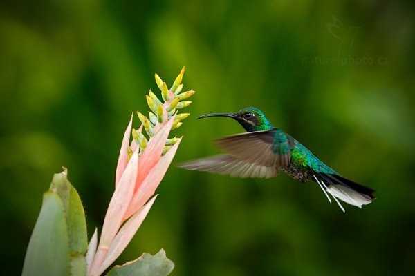 Kolibřík běloocasý (Campylopterus ensipennis), Kolibřík běloocasý (Campylopterus ensipennis) White-tailed Sabrewing, Autor: Ondřej Prosický | NaturePhoto.cz, Model: Canon EOS-1D X, Objektiv: EF400mm f/2.8L IS II USM, Ohnisková vzdálenost (EQ35mm): 400 mm, stativ Gitzo, Clona: 5.0, Doba expozice: 1/800 s, ISO: 1000, Kompenzace expozice: -2/3, Blesk: Ne, 27. ledna 2014 10:11:52, Arnos Vale (Trinidad & Tobago)