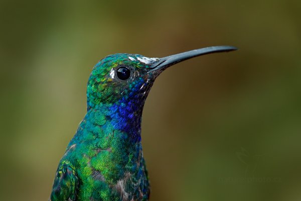 Kolibřík běloocasý (Campylopterus ensipennis), Kolibřík běloocasý (Campylopterus ensipennis) White-tailed Sabrewing, Autor: Ondřej Prosický | NaturePhoto.cz, Model: Canon EOS-1D X, Objektiv: EF400mm f/2.8L IS II USM +2x III, Ohnisková vzdálenost (EQ35mm): 800 mm, stativ Gitzo, Clona: 9.0, Doba expozice: 1/60 s, ISO: 2000, Kompenzace expozice: -2, Blesk: Ano, 25. ledna 2014 17:24:28, Arnos Vale (Trinidad & Tobago)