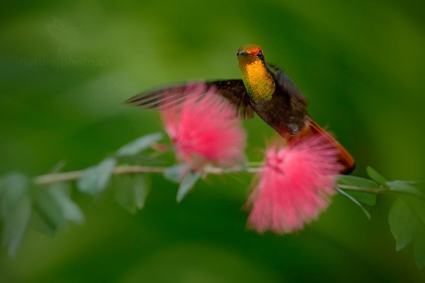 Kolibřík žlutohrdlý (Chrysolampis mosquitus), Kolibřík žlutohrdlý (Chrysolampis mosquitus) Ruby-Topaz Hummingbird, Autor: Ondřej Prosický | NaturePhoto.cz, Model: Canon EOS-1D X, Objektiv: EF400mm f/2.8L IS II USM, Ohnisková vzdálenost (EQ35mm): 400 mm, stativ Gitzo, Clona: 5.6, Doba expozice: 1/640 s, ISO: 2000, Kompenzace expozice: -2/3, Blesk: Ano, 26. ledna 2014 16:24:45, Arnos Vale (Trinidad & Tobago)