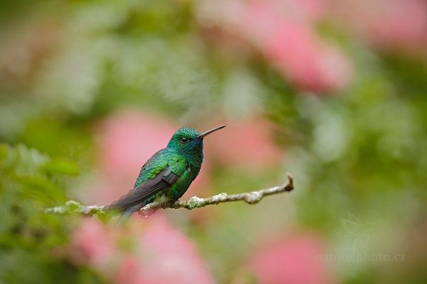 Kolibřík modrobradý (Chlorostilbon notatus), Kolibřík modrobradý (Chlorostilbon notatus) Blue-chinned Sapphire, Autor: Ondřej Prosický | NaturePhoto.cz, Model: Canon EOS-1D X, Objektiv: EF400mm f/2.8L IS II USM +2x III, Ohnisková vzdálenost (EQ35mm): 800 mm, stativ Gitzo, Clona: 5.6, Doba expozice: 1/250 s, ISO: 1600, Kompenzace expozice: +1/3, Blesk: Ne, 17. ledna 2014 15:11:54, Arima (Trinidad & Tobago)