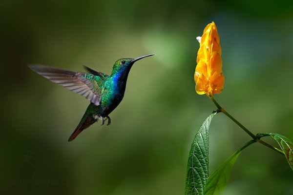 Kolibřík tropický (Anthracothorax nigricollis), Kolibřík tropický (Anthracothorax nigricollis) Black-throated Mango, Autor: Ondřej Prosický | NaturePhoto.cz, Model: Canon EOS-1D X, Objektiv: EF400mm f/2.8L IS II USM, Ohnisková vzdálenost (EQ35mm): 400 mm, stativ Gitzo, Clona: 8.0, Doba expozice: 1/1250 s, ISO: 1600, Kompenzace expozice: 0, Blesk: Ano, 24. ledna 2014 11:32:22, Arnos Vale (Trinidad & Tobago)