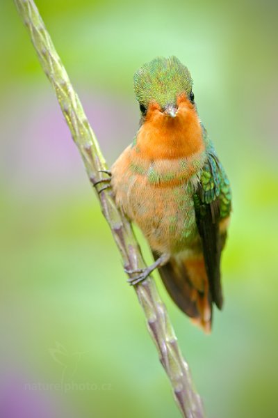 Kolibřík ozdobný (Lophornis ornatus), Kolibřík ozdobný (Lophornis ornatus) Tufted Coquette, Autor: Ondřej Prosický | NaturePhoto.cz, Model: Canon EOS-1D X, Objektiv: EF400mm f/2.8L IS II USM +2x III, Ohnisková vzdálenost (EQ35mm): 800 mm, stativ Gitzo, Clona: 9.0, Doba expozice: 1/320 s, ISO: 1600, Kompenzace expozice: 0, Blesk: Ano, 16. ledna 2014 11:35:07, Talparo (Trinidad & Tobago)