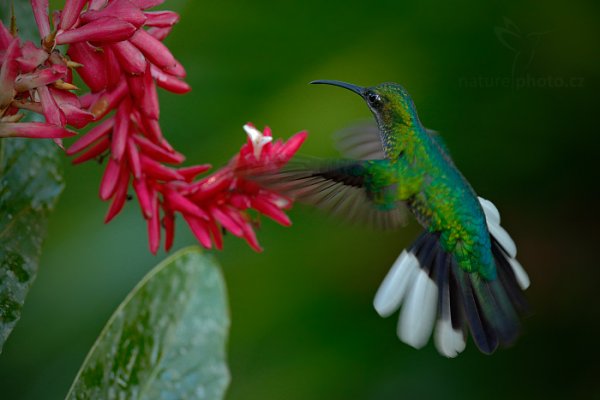 Kolibřík běloocasý (Campylopterus ensipennis), Kolibřík běloocasý (Campylopterus ensipennis) White-tailed Sabrewing, Autor: Ondřej Prosický | NaturePhoto.cz, Model: Canon EOS-1D X, Objektiv: EF400mm f/2.8L IS II USM, Ohnisková vzdálenost (EQ35mm): 400 mm, stativ Gitzo, Clona: 5.6, Doba expozice: 1/320 s, ISO: 2000, Kompenzace expozice: -1, Blesk: Ano, 26. ledna 2014 17:09:24, Arnos Vale (Trinidad & Tobago)