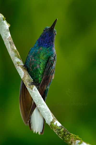 Kolibřík běloocasý (Campylopterus ensipennis), Kolibřík běloocasý (Campylopterus ensipennis) White-tailed Sabrewing, Autor: Ondřej Prosický | NaturePhoto.cz, Model: Canon EOS-1D X, Objektiv: EF400mm f/2.8L IS II USM +2x III, Ohnisková vzdálenost (EQ35mm): 800 mm, stativ Gitzo, Clona: 11, Doba expozice: 1/30 s, ISO: 2000, Kompenzace expozice: -2, Blesk: Ano, 25. ledna 2014 17:20:44, Arnos Vale (Trinidad & Tobago)