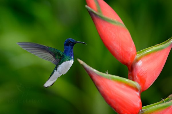 Kolibřík bělokrký (Florisuga mellivora), Kolibřík bělokrký (Florisuga mellivora) White-necked Jacobin, Autor: Ondřej Prosický | NaturePhoto.cz, Model: Canon EOS-1D X, Objektiv: EF400mm f/2.8L IS II USM, Ohnisková vzdálenost (EQ35mm): 400 mm, stativ Gitzo, Clona: 4.5, Doba expozice: 1/1000 s, ISO: 2000, Kompenzace expozice: -1/3, Blesk: Ano, 26. ledna 2014 11:34:10, Arnos Vale (Trinidad & Tobago)