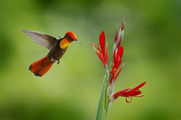 Kolibřík žlutohrdlý (Chrysolampis mosquitus), Kolibřík žlutohrdlý (Chrysolampis mosquitus) Ruby-Topaz Hummingbird, Autor: Ondřej Prosický | NaturePhoto.cz, Model: Canon EOS-1D X, Objektiv: EF400mm f/2.8L IS II USM, Ohnisková vzdálenost (EQ35mm): 400 mm, stativ Gitzo, Clona: 8.0, Doba expozice: 1/1250 s, ISO: 2000, Kompenzace expozice: +1/3, Blesk: Ano, 24. ledna 2014 13:44:11, Arnos Vale (Trinidad & Tobago)