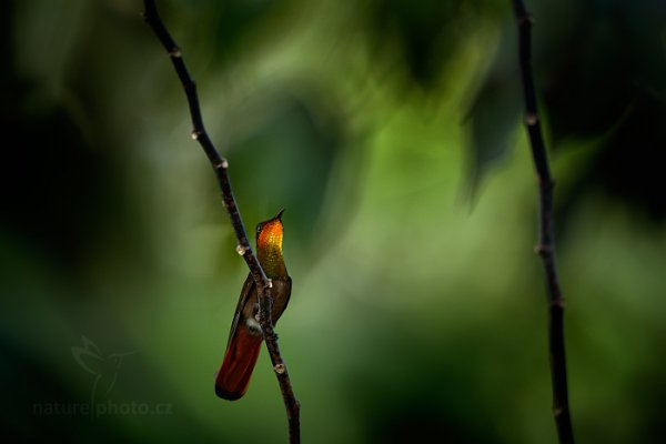 Kolibřík žlutohrdlý (Chrysolampis mosquitus), Kolibřík žlutohrdlý (Chrysolampis mosquitus) Ruby-Topaz Hummingbird, Autor: Ondřej Prosický | NaturePhoto.cz, Model: Canon EOS-1D X, Objektiv: EF400mm f/2.8L IS II USM, Ohnisková vzdálenost (EQ35mm): 400 mm, stativ Gitzo, Clona: 4.0, Doba expozice: 1/800 s, ISO: 2000, Kompenzace expozice: +1, Blesk: Ano, 24. ledna 2014 15:43:49, Arnos Vale (Trinidad & Tobago)