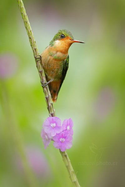 Kolibřík ozdobný (Lophornis ornatus), Kolibřík ozdobný (Lophornis ornatus) Tufted Coquette, Autor: Ondřej Prosický | NaturePhoto.cz, Model: Canon EOS-1D X, Objektiv: EF400mm f/2.8L IS II USM +2x III, Ohnisková vzdálenost (EQ35mm): 800 mm, stativ Gitzo, Clona: 9.0, Doba expozice: 1/320 s, ISO: 1600, Kompenzace expozice: 0, Blesk: Ano, 16. ledna 2014 11:34:43, Talparo (Trinidad & Tobago)