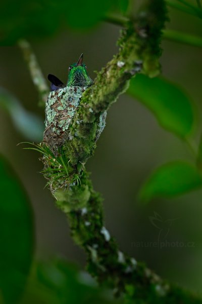 Kolibřík měděnořitý (Amazilia tobaci), Kolibřík měděnořitý (Amazilia tobaci) Copper-rumped Hummingbird, Autor: Ondřej Prosický | NaturePhoto.cz, Model: Canon EOS 5D Mark II, Ohnisková vzdálenost (EQ35mm): 1000 mm, stativ Gitzo, Clona: 8.0, Doba expozice: 1/200 s, ISO: 2000, Kompenzace expozice: 0, Blesk: Ano, 16. ledna 2014 22:02:04, Talparo (Trinidad & Tobago)