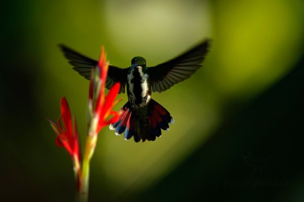 Kolibřík tropický (Anthracothorax nigricollis), Kolibřík tropický (Anthracothorax nigricollis) Black-throated Mango, Autor: Ondřej Prosický | NaturePhoto.cz, Model: Canon EOS-1D X, Objektiv: EF400mm f/2.8L IS II USM +1.4x, Ohnisková vzdálenost (EQ35mm): 560 mm, stativ Gitzo, Clona: 4.0, Doba expozice: 1/2000 s, ISO: 2000, Kompenzace expozice: 0, Blesk: Ano, 24. ledna 2014 16:27:55, Arnos Vale (Trinidad & Tobago)