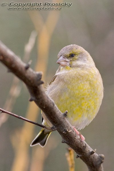Zvonek zelený (Carduelis chloris), Zvonek zelený (Carduelis chloris), Autor: Ondřej Prosický, Model aparátu: Canon EOS 20D, Objektiv: Canon EF 400mm f/5.6 L USM, stativ Gitzo G1227 + kulová hlava G1377M, Ohnisková vzdálenost: 400.00 mm, Režim měření expozice: Vzorek, Clona: 6.30, Doba expozice: 1/200 s, ISO: 400, Vyvážení expozice: 0.00, Blesk: Ano (Sigma EF-500 DG Super, -2/3 EV), Vytvořeno: 26. listopadu 2005 14:12:39, Praha - Troja (ČR)