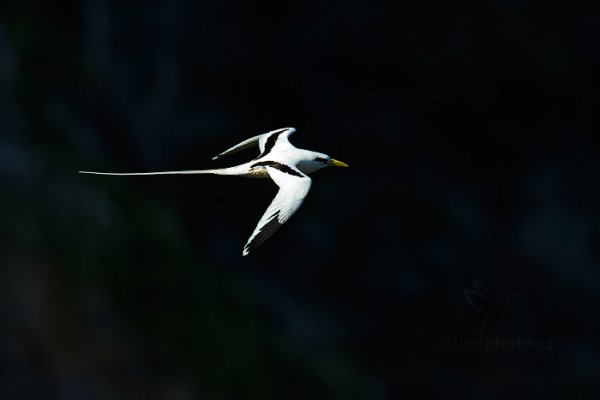 Faeton žlutozobý (Phaethon lepturus), Faeton žlutozobý (Phaethon lepturus) White-tailed Tropicbird, Autor: Ondřej Prosický | NaturePhoto.cz, Model: Canon EOS-1D X, Objektiv: EF400mm f/2.8L IS II USM +1.4x, Ohnisková vzdálenost (EQ35mm): 560 mm, stativ Gitzo, Clona: 6.3, Doba expozice: 1/2000 s, ISO: 800, Kompenzace expozice: -1, Blesk: Ne, 23. ledna 2014 14:25:58, Little Tobago (Trinidad & Tobago)