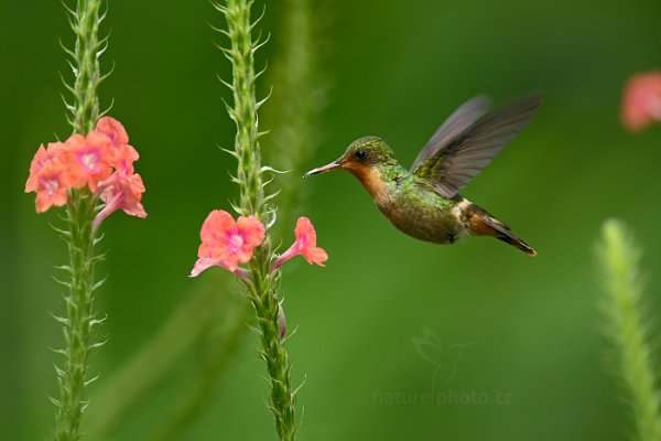 Kolibřík ozdobný (Lophornis ornatus), Kolibřík ozdobný (Lophornis ornatus) Tufted Coquette, Autor: Ondřej Prosický | NaturePhoto.cz, Model: Canon EOS-1D X, Objektiv: EF400mm f/2.8L IS II USM +2x III, Ohnisková vzdálenost (EQ35mm): 800 mm, stativ Gitzo, Clona: 5.6, Doba expozice: 1/640 s, ISO: 2000, Kompenzace expozice: -2/3, Blesk: Ano, 19. ledna 2014 11:47:05, Arima (Trinidad & Tobago)