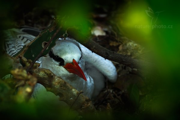 Faeton červenozobý (Phaethon aethereus), Faeton červenozobý (Phaethon aethereus) Red-billed Tropicbird, Autor: Ondřej Prosický | NaturePhoto.cz, Model: Canon EOS-1D X, Objektiv: EF100mm f/2.8L Macro IS USM, Ohnisková vzdálenost (EQ35mm): 100 mm, stativ Gitzo, Clona: 6.3, Doba expozice: 1/80 s, ISO: 800, Kompenzace expozice: -1/3, Blesk: Ne, 23. ledna 2014 9:19:55, Little Tobago (Trinidad & Tobago)