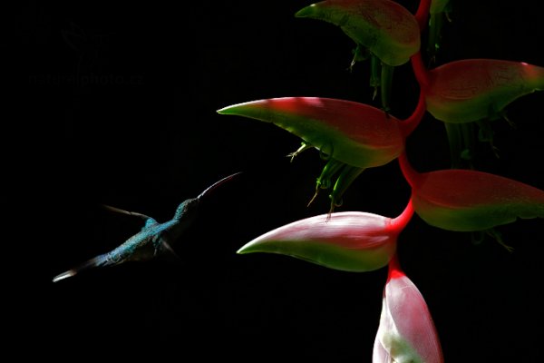 Kolibřík šedobřichý (Phaethornis guy), Kolibřík šedobřichý (Phaethornis guy) Green Hermit, Autor: Ondřej Prosický | NaturePhoto.cz, Model: Canon EOS-1D X, Objektiv: EF400mm f/2.8L IS II USM, Ohnisková vzdálenost (EQ35mm): 400 mm, stativ Gitzo, Clona: 8.0, Doba expozice: 1/1250 s, ISO: 2000, Kompenzace expozice: -1, Blesk: Ne, 18. ledna 2014 13:14:11, Arima (Trinidad & Tobago)