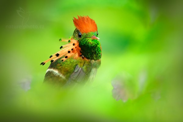 Kolibřík ozdobný (Lophornis ornatus), Kolibřík ozdobný (Lophornis ornatus) Tufted Coquette, Autor: Ondřej Prosický | NaturePhoto.cz, Model: Canon EOS-1D X, Objektiv: EF400mm f/2.8L IS II USM +2x III, Ohnisková vzdálenost (EQ35mm): 800 mm, stativ Gitzo, Clona: 6.3, Doba expozice: 1/100 s, ISO: 2500, Kompenzace expozice: 0, Blesk: Ano, 17. ledna 2014 7:01:14, Talparo (Trinidad & Tobago)