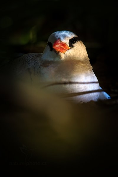 Faeton červenozobý (Phaethon aethereus), Faeton červenozobý (Phaethon aethereus) Red-billed Tropicbird, Autor: Ondřej Prosický | NaturePhoto.cz, Model: Canon EOS-1D X, Objektiv: EF400mm f/2.8L IS II USM, Ohnisková vzdálenost (EQ35mm): 400 mm, stativ Gitzo, Clona: 9.0, Doba expozice: 1/50 s, ISO: 800, Kompenzace expozice: -2, Blesk: Ano, 23. ledna 2014 11:35:47, Little Tobago (Trinidad & Tobago)