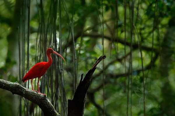 Ibis rudý (Eudocimus ruber), Ibis rudý (Eudocimus ruber) Scarlet Ibis, Autor: Ondřej Prosický | NaturePhoto.cz, Model: Canon EOS-1D X, Objektiv: EF400mm f/2.8L IS II USM +1.4x, Ohnisková vzdálenost (EQ35mm): 560 mm, stativ Gitzo, Clona: 4.5, Doba expozice: 1/160 s, ISO: 1600, Kompenzace expozice: -1, Blesk: Ne, 14. ledna 2014 22:36:36, Caroni Swamp (Trinidad & Tobago)