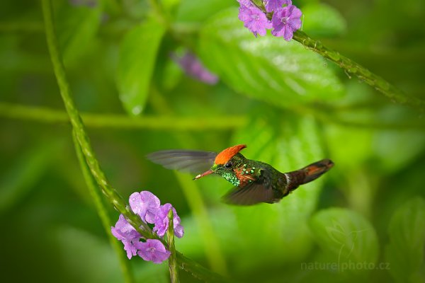 Kolibřík ozdobný (Lophornis ornatus), Kolibřík ozdobný (Lophornis ornatus) Tufted Coquette, Autor: Ondřej Prosický | NaturePhoto.cz, Model: Canon EOS-1D X, Objektiv: EF400mm f/2.8L IS II USM, Ohnisková vzdálenost (EQ35mm): 400 mm, stativ Gitzo, Clona: 7.1, Doba expozice: 1/500 s, ISO: 800, Kompenzace expozice: 0, Blesk: Ano, 17. ledna 2014 7:57:16, Talparo (Trinidad & Tobago)