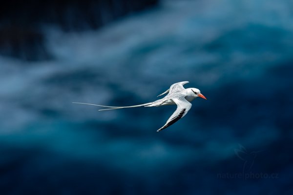 Faeton červenozobý (Phaethon aethereus), Faeton červenozobý (Phaethon aethereus) Red-billed Tropicbird, Autor: Ondřej Prosický | NaturePhoto.cz, Model: Canon EOS-1D X, Objektiv: EF400mm f/2.8L IS II USM +1.4x, Ohnisková vzdálenost (EQ35mm): 560 mm, stativ Gitzo, Clona: 6.3, Doba expozice: 1/2500 s, ISO: 800, Kompenzace expozice: -1, Blesk: Ne, 23. ledna 2014 14:22:56, Little Tobago (Trinidad & Tobago)